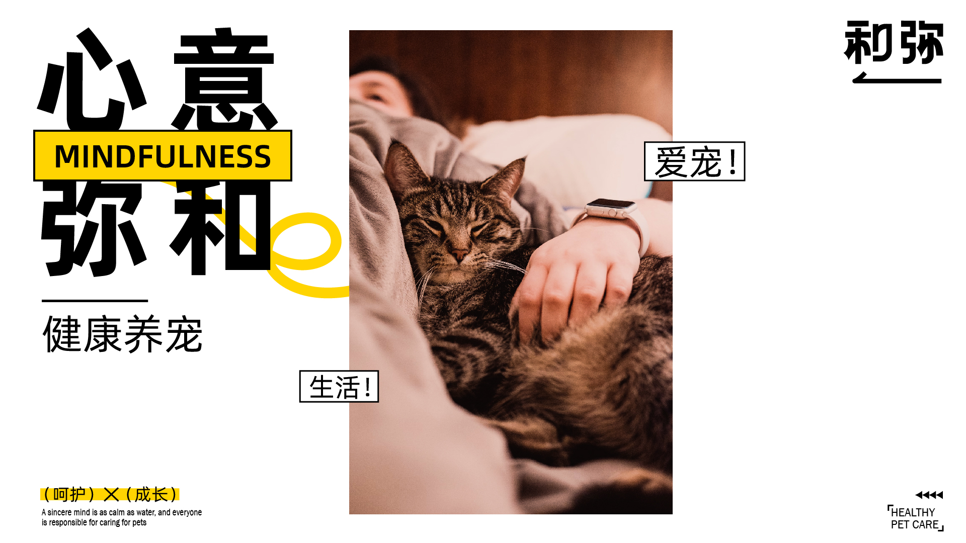 宠物品牌_画板 1 副本 10.jpg