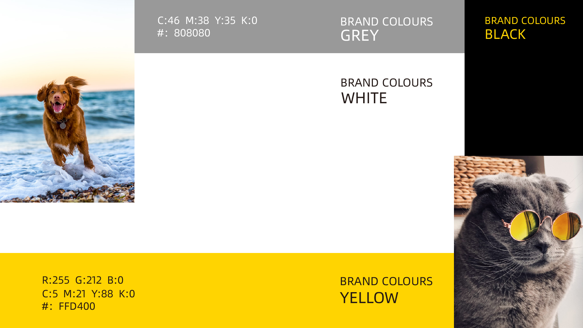 宠物品牌_画板 1 副本 4-eLlm.jpg