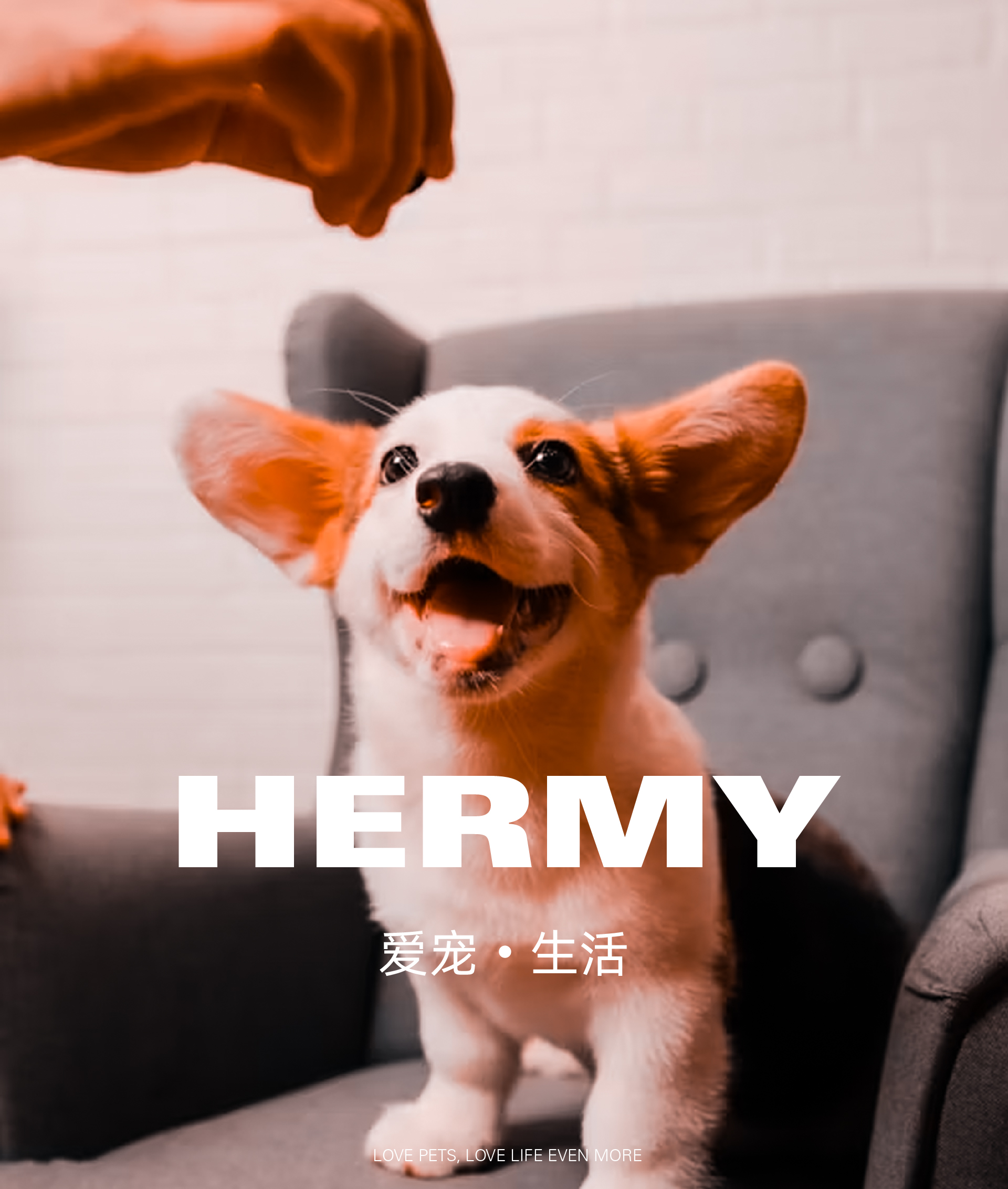 宠物品牌_画板 1.jpg